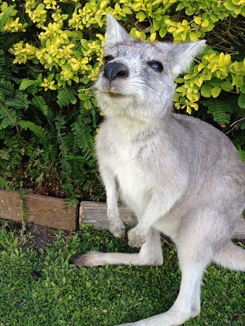 Kostenloser Download Kangaroo Australia Vacations - kostenloses Foto oder Bild zur Bearbeitung mit GIMP Online-Bildbearbeitung