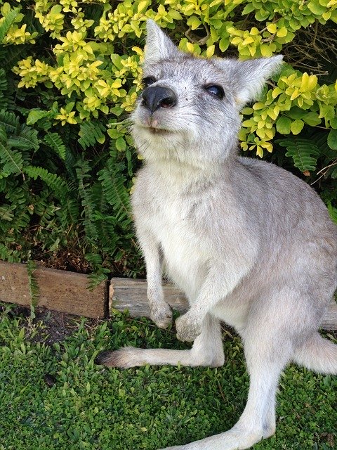 Free download Kangaroo Australia Vacations -  free photo or picture to be edited with GIMP online image editor