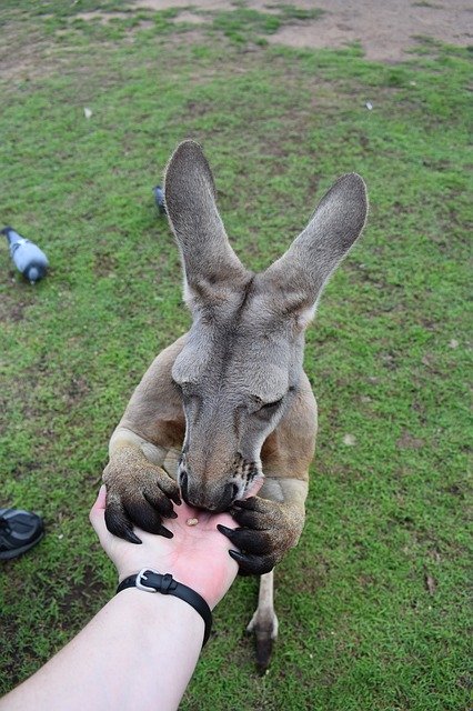 Gratis download Kangaroo Brisbane Australia - gratis foto of afbeelding om te bewerken met GIMP online afbeeldingseditor
