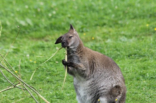 Бесплатно скачайте бесплатный шаблон фотографии Kangaroo Eats Animal для редактирования с помощью онлайн-редактора изображений GIMP