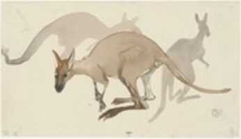 Free download Kangaroo Macropodidae by Theo van Hoytema (1863 - 1917) free photo or picture to be edited with GIMP online image editor