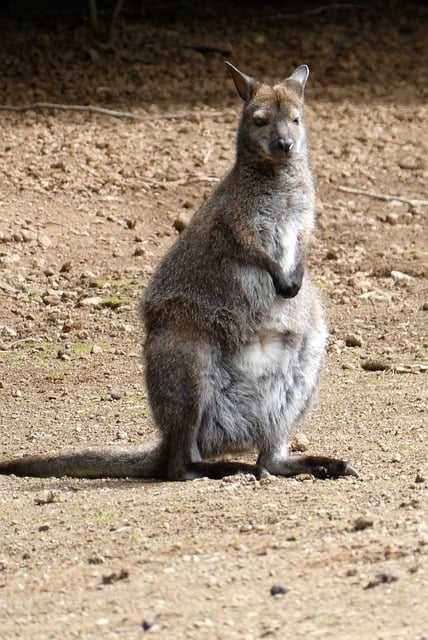 Free download kangaroo marsupial mammal stand free picture to be edited with GIMP free online image editor