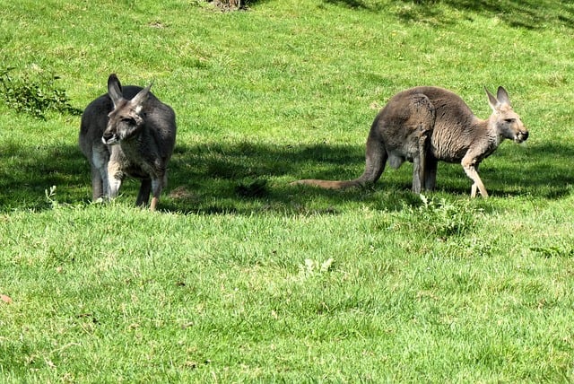 Free download kangaroo marsupial nature animal free picture to be edited with GIMP free online image editor