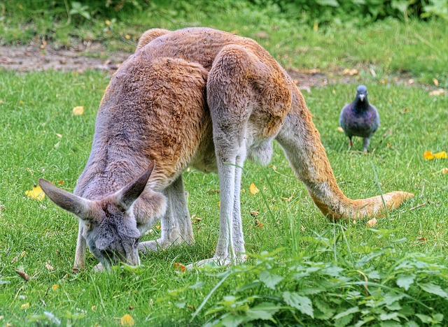 Free download kangaroo pigeon grass fur free picture to be edited with GIMP free online image editor