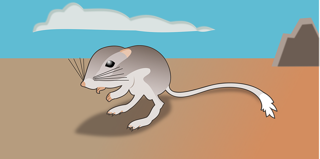 Free download Kangaroo Rat Animal Animals -  free illustration to be edited with GIMP free online image editor