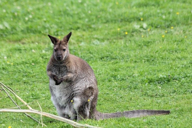 Free download Kangaroo Thick Animal free photo template to be edited with GIMP online image editor