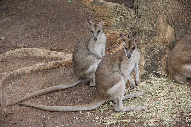 Free download Kangaroo Twins Sameness -  free photo or picture to be edited with GIMP online image editor