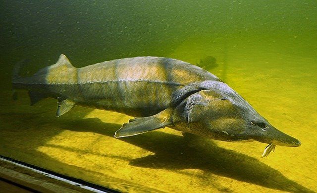 تحميل مجاني kapitaler sturgeon large aquarium free picture ليتم تحريرها باستخدام محرر الصور المجاني على الإنترنت GIMP