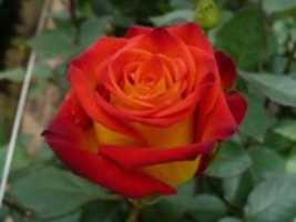 Free download KARISHMA ROSE free photo or picture to be edited with GIMP online image editor