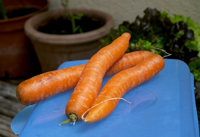 Kostenloser Download Karotten Möhren Wurzeln - kostenloses Foto oder Bild zur Bearbeitung mit GIMP Online-Bildbearbeitung