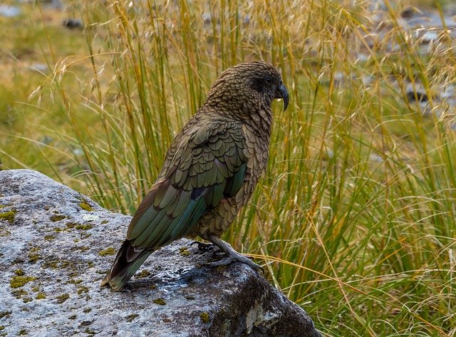 Безкоштовно завантажте Kea Bird Nature - безкоштовну фотографію чи зображення для редагування за допомогою онлайн-редактора зображень GIMP