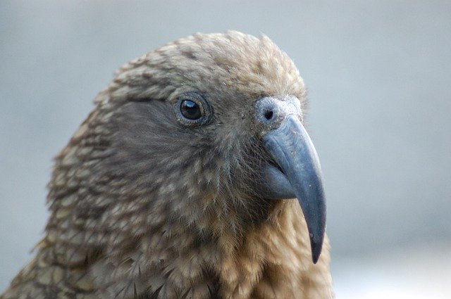Free download Kea Bird Portrait New -  free photo or picture to be edited with GIMP online image editor
