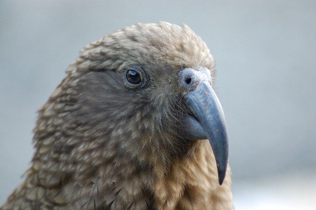 Descărcare gratuită Kea Bird Portrait New - fotografie sau imagini gratuite pentru a fi editate cu editorul de imagini online GIMP