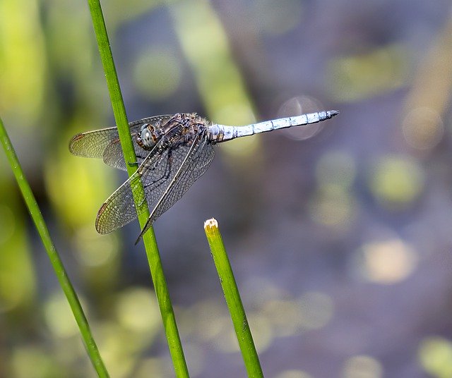 Free picture Keeled-Skimmer Male Dragonfly -  to be edited by GIMP free image editor by OffiDocs