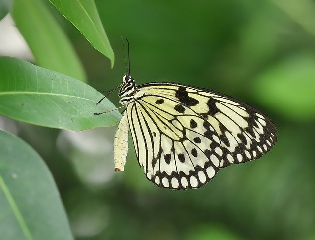 Скачать бесплатно Kelebek Butterfly Doğa - бесплатное фото или изображение для редактирования с помощью онлайн-редактора изображений GIMP