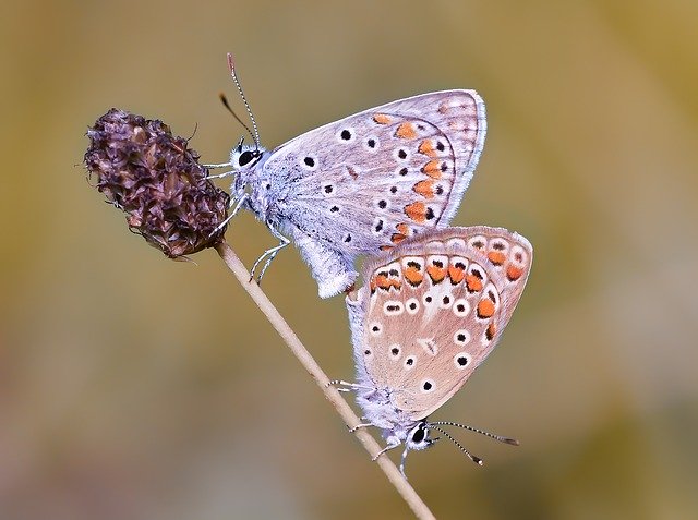 Free download Kelebek Butterfly Macro -  free photo or picture to be edited with GIMP online image editor
