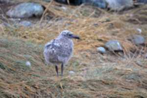 Free download Kelp seagull chick on Magdalena Island free photo or picture to be edited with GIMP online image editor