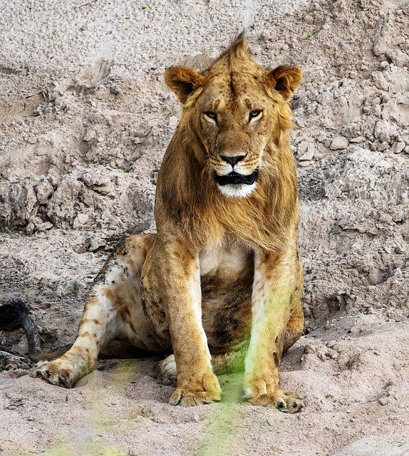 Template Photo Kenya Lion Safari Big -  for OffiDocs