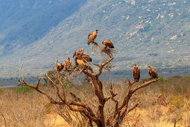 Descărcare gratuită Kenya Tree Africa - fotografie sau imagine gratuită pentru a fi editată cu editorul de imagini online GIMP