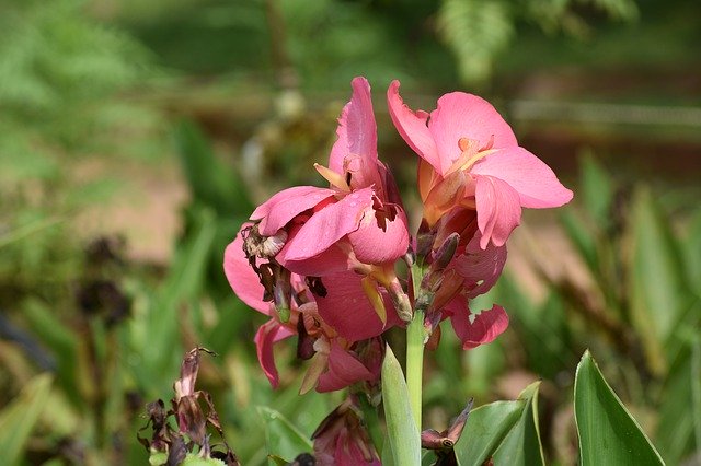 Unduh gratis Kerala Floral Nature - foto atau gambar gratis untuk diedit dengan editor gambar online GIMP