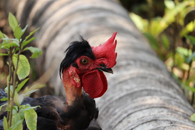 Bezpłatne pobieranie kerala kura mężczyzna natura farma darmowe zdjęcie do edycji za pomocą bezpłatnego edytora obrazów online GIMP