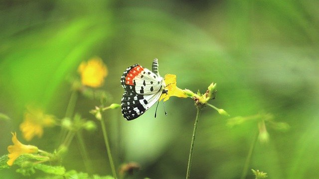 Free download Kerala India Butterfly -  free photo or picture to be edited with GIMP online image editor
