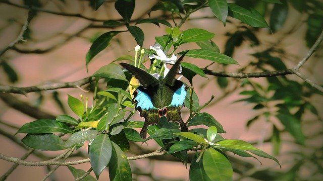 Free download Kerala India Paris Peacock Papilio -  free photo or picture to be edited with GIMP online image editor