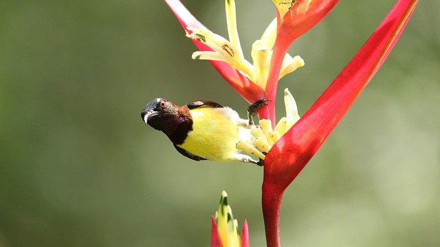Free download Kerala India Purple Rumped Sunbird -  free photo or picture to be edited with GIMP online image editor