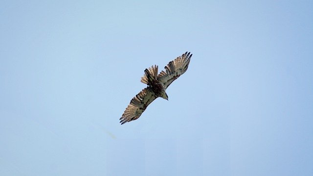 Free download Kerala India Rufous-Bellied Eagle -  free photo or picture to be edited with GIMP online image editor
