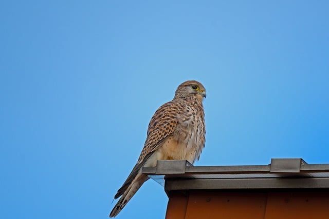 Free download kestrel bird animal falcon free picture to be edited with GIMP free online image editor