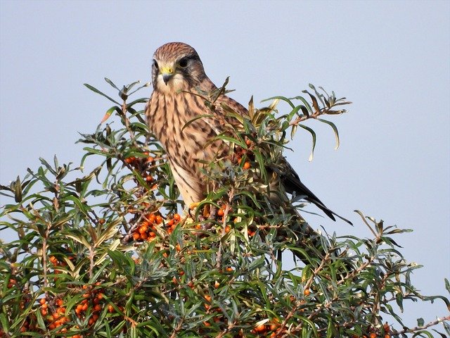Free download Kestrel Bird Of Prey -  free free photo or picture to be edited with GIMP online image editor