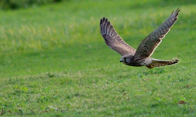 Free download Kestrel Hunting Flying -  free photo or picture to be edited with GIMP online image editor