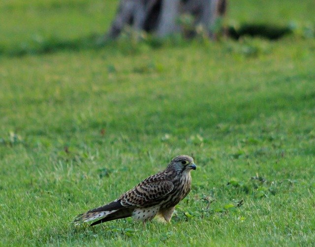 Free download Kestrel Watching Flying -  free photo or picture to be edited with GIMP online image editor