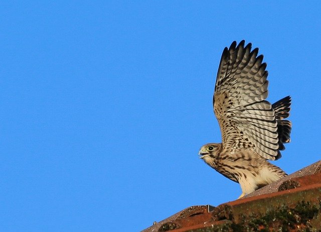 Free download Kestrel Young Animal -  free photo or picture to be edited with GIMP online image editor
