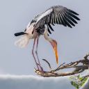 KEY BIRD Theme  screen for extension Chrome web store in OffiDocs Chromium