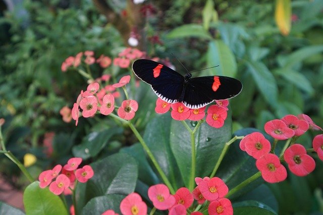 Free download Key West Butterfly Nature -  free photo or picture to be edited with GIMP online image editor