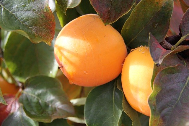 Template Photo Khaki Orange Fruit -  for OffiDocs