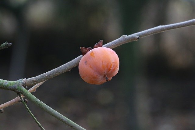 무료 다운로드 Khaki Persimmon Fruit - 무료 사진 또는 GIMP 온라인 이미지 편집기로 편집할 수 있는 사진
