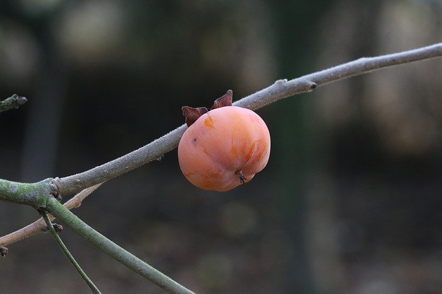 Free download Khaki Persimmon Fruit -  free photo or picture to be edited with GIMP online image editor