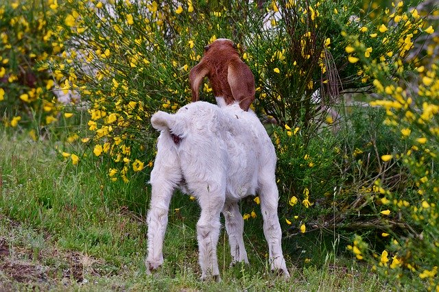 تنزيل Kid Mammal Nature مجانًا - صورة أو صورة مجانية ليتم تحريرها باستخدام محرر الصور عبر الإنترنت GIMP