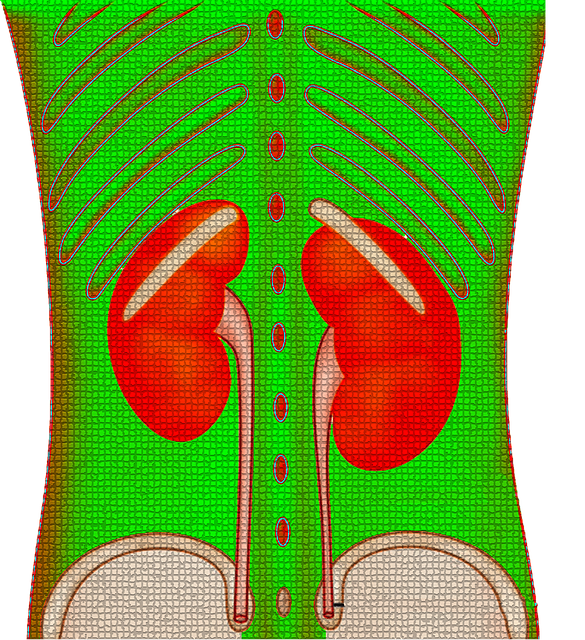 Free download Kidney Renal Urinary -  free illustration to be edited with GIMP free online image editor