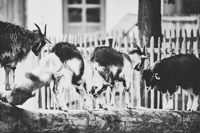 Free picture Kids Goat Lamb Ziegenkitz Domestic -  to be edited by GIMP free image editor by OffiDocs