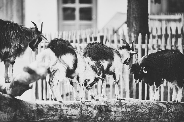 Free download Kids Goat Lamb Ziegenkitz Domestic -  free photo or picture to be edited with GIMP online image editor