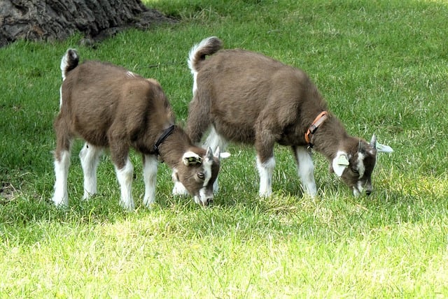 Free download kids young animals spring mammals free picture to be edited with GIMP free online image editor