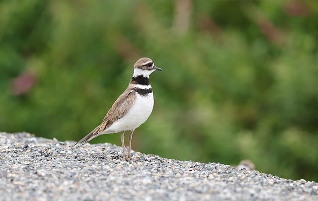 Free download killdeer bird nature wildlife free picture to be edited with GIMP free online image editor