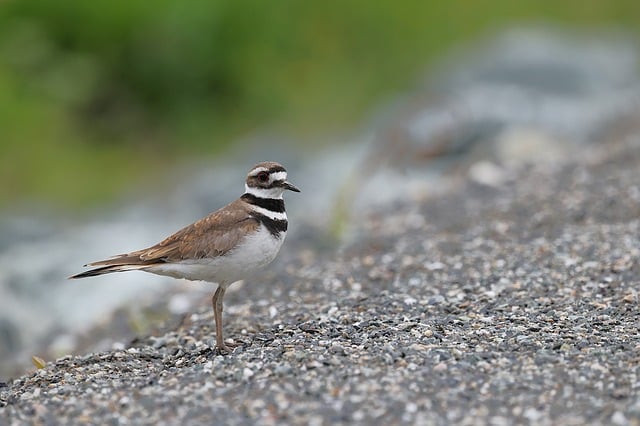 Free download killdeer bird wildlife avian free picture to be edited with GIMP free online image editor