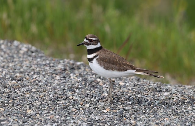 Free download killdeer nature bird wildlife free picture to be edited with GIMP free online image editor