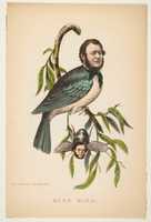 Free download King Bird (Robert P. King and Alexander Baird), from The Comic Natural History of the Human Race free photo or picture to be edited with GIMP online image editor