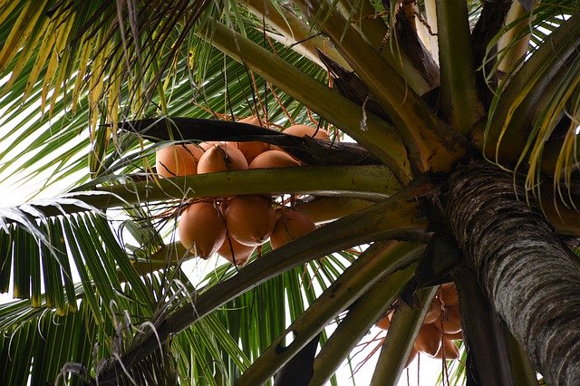 木の枝にあるキングココナッツを無料ダウンロード - GIMP オンライン画像エディターで編集できる無料の写真または画像