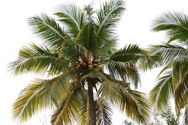 Free picture King Coconut Tree Nature White -  to be edited by GIMP free image editor by OffiDocs